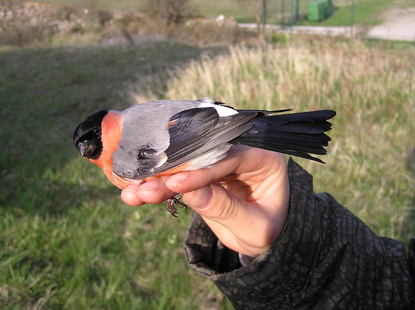 Eurasian Bullfinch, Sundre 20080502